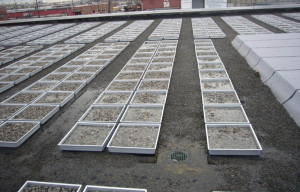 Blue-roof trays are held in place with stone ballast and hold up to 2 inches of water. The tray systems resulted in a 45 percent reduction in roof runoff during rainfall events in a New York pilot project.