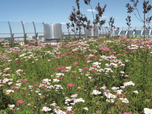 The limits of green-roof feasibility are being redefined by ZinCo’s Summer Plains system combined with Aquatec.